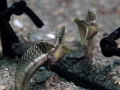   This pike blenny admires himself mirror. mirror  